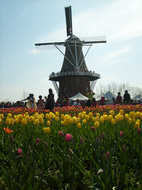 Windmill and tulips in Holland, MI.