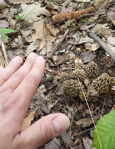 Morel mushrooms growning.