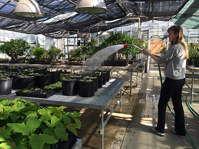 My colleague, Jill Matthijs, watering our recently transplanted flower seedlings at the Matthaei Botanical Gardens greenhouse before the field season.