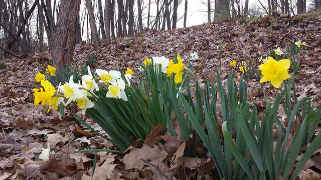 Daffodils blooming amid dead leaves.