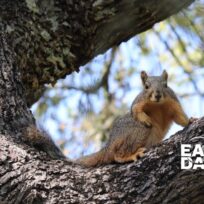 A fox squirrel on a tree branch, with text reading "Earth Day at 50" in the lower right corner.