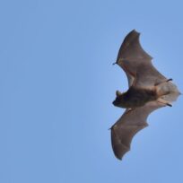 A bat flying against a clear blue sky with its wings fully extended.