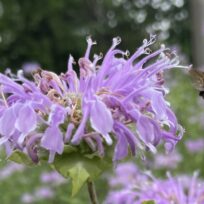 A bee hovers near a cluster of light purple flowers outdoors, with green foliage and a blurred background.