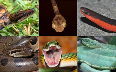 Rackham Alum Writes New Chapter in Snake Evolution