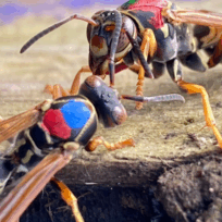 Two wasps with colored markings on their backs interact on a rough wooden surface.
