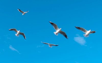 Like a Bird: How Biology Is Influencing the Future of Flight