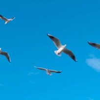Five seagulls flying in a clear blue sky with a few small clouds.