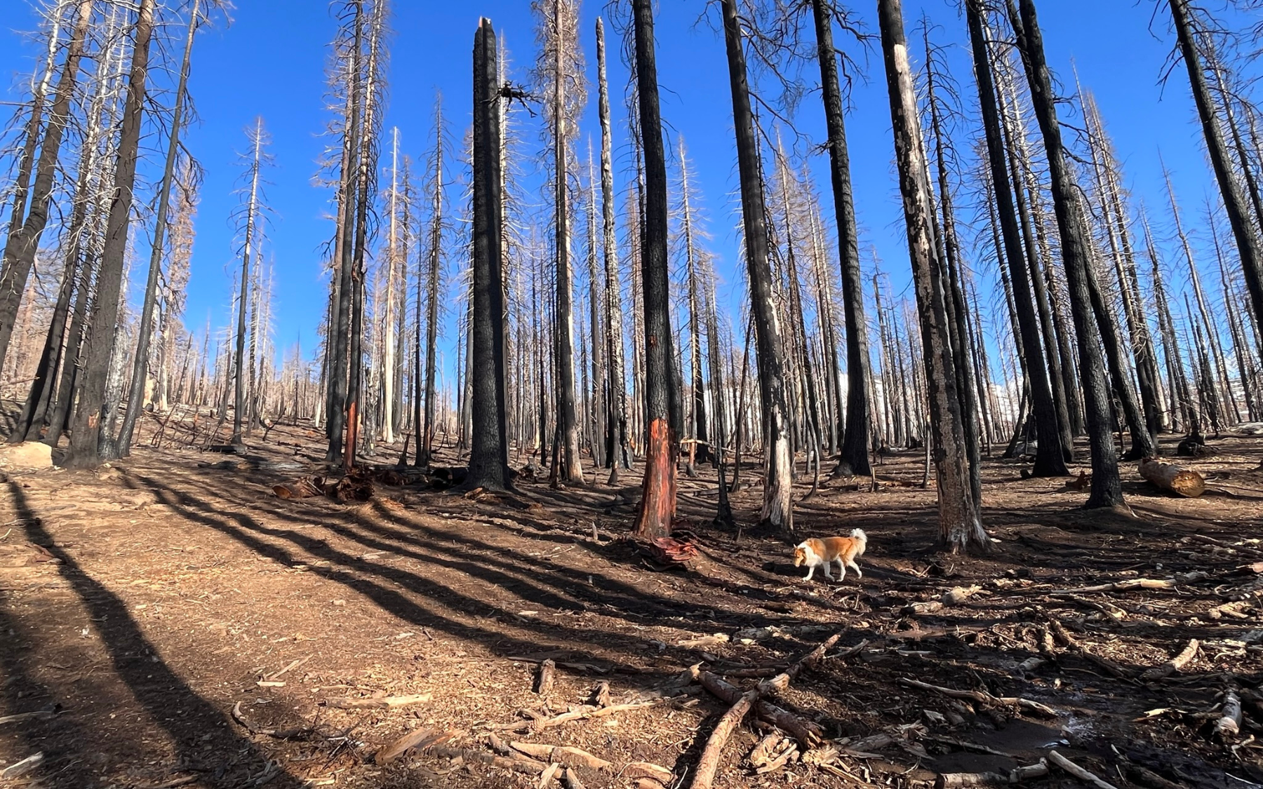 A dog walks through a burned forest.