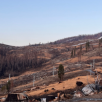 A landscape after a forest fire.