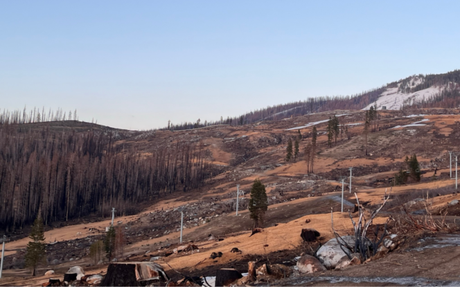 A landscape after a forest fire.