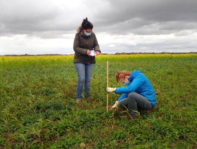 Two women standing in a field. One is taking notes and the other is measuring something in the ground with a yardstick.