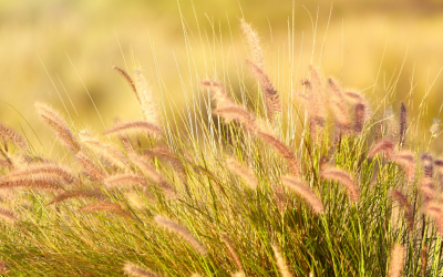 Nothing to Sneeze At: Forecasting Allergy Seasons Amid a Changing Climate