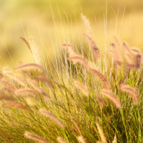 Close-up of tall, golden grass with feathery plumes in a sunlit field, creating a warm, natural scene.