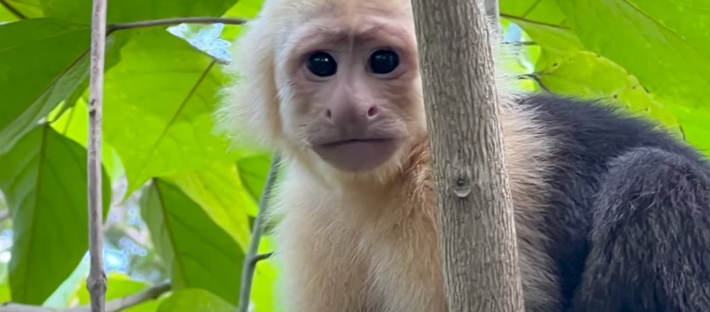 A capuchin monkey clings to a tree branch surrounded by green leaves.