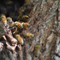 Bees gathered on a tree bark surface, focusing on texture and activity.