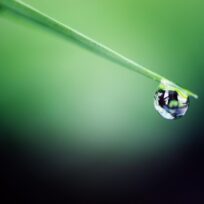 Close-up of a small water droplet hanging from the tip of a green blade of grass with a blurred green background.
