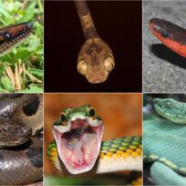 A collage of six snakes, each showcasing different colors and patterns. Snakes are set against various backgrounds including grass, a dark backdrop, and green foliage.