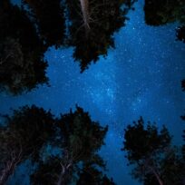 Tall trees framing a starry night sky, creating a natural border around the vivid cosmos.