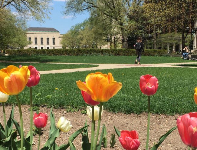 A cluster of colorful tulips in the foreground with a grassy lawn, walkways, people, and a large beige building in the background on a sunny day.