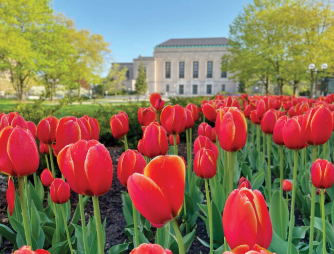 A large bed of red tulips in full bloom is shown in the foreground, with a stone building and green trees visible in the background under a clear blue sky.
