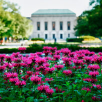 A bed of bright pink flowers in a garden with a large, white, classical-style building in the background.