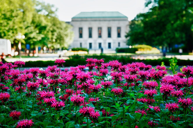 A bed of bright pink flowers in a garden with a large, white, classical-style building in the background.