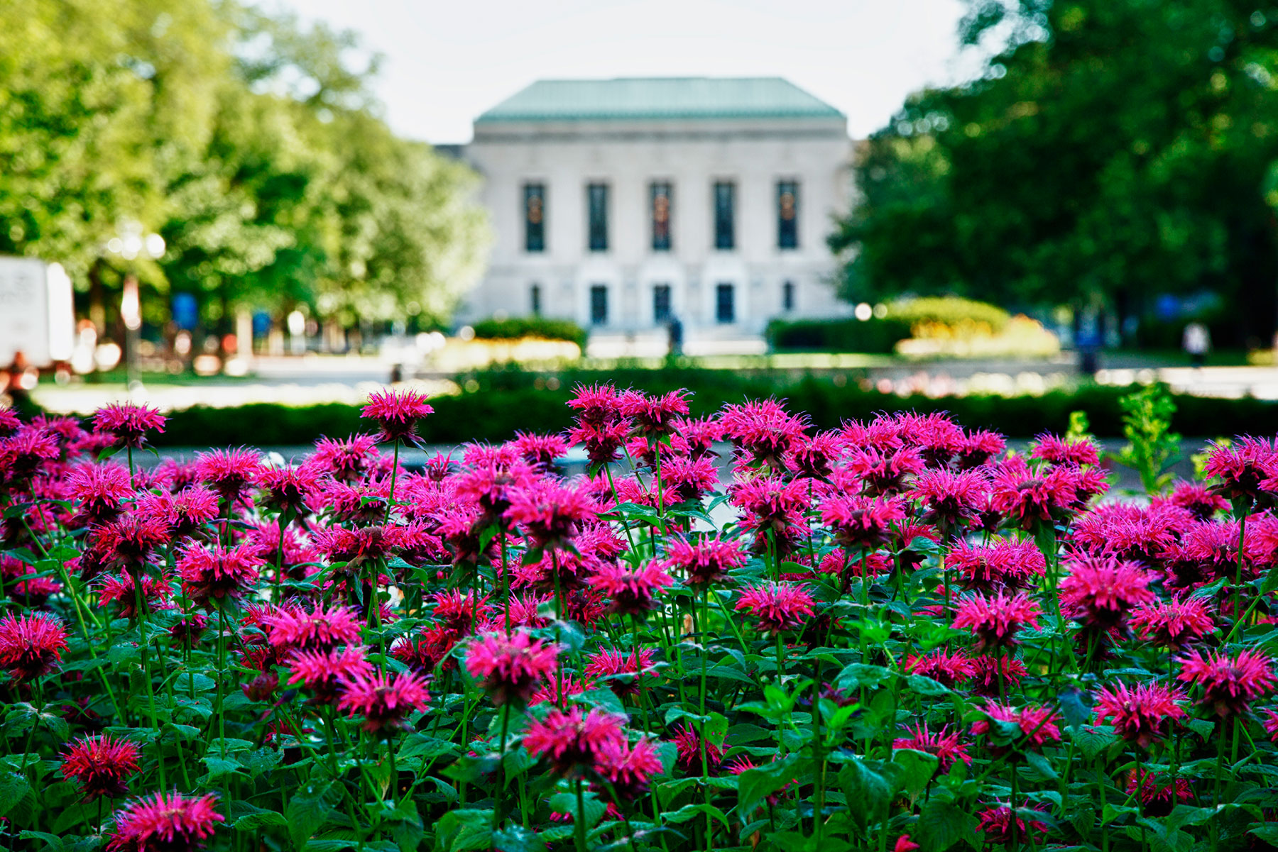 A bed of bright pink flowers in a garden with a large, white, classical-style building in the background.