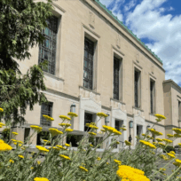 Yellow flowers in front of a beige stone building with tall windows, under a blue sky with white clouds.