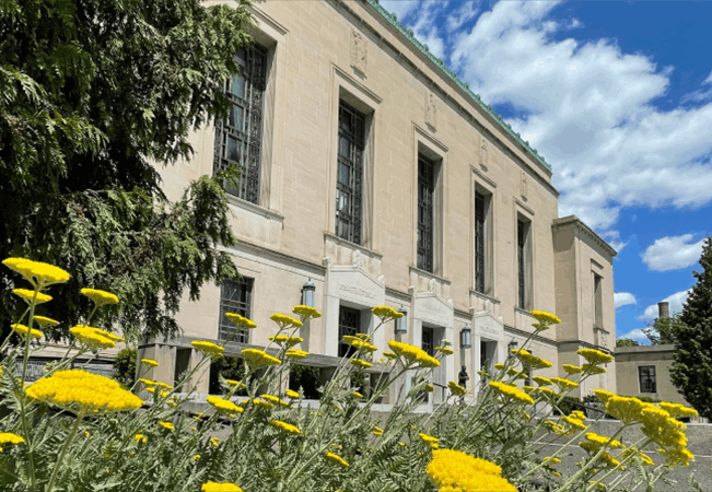 Yellow flowers in front of a beige stone building with tall windows, under a blue sky with white clouds.