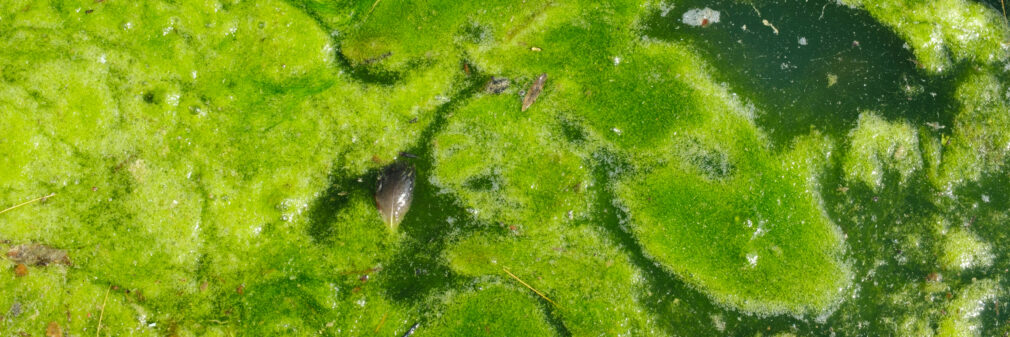 Close-up view of green algae covering the surface of water, with patches of exposed water and bits of debris visible.