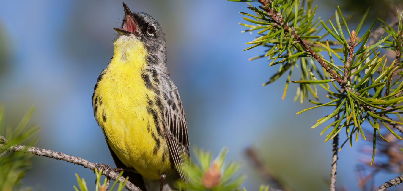 The Kirtland warbler, a small bird with a bright yellow chest and dark-streaked wings perches on a pine branch, beak open as if singing, against a blurred blue sky background.