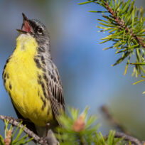 The Kirtland warbler, a small bird with a bright yellow chest and dark-streaked wings perches on a pine branch, beak open as if singing, against a blurred blue sky background.