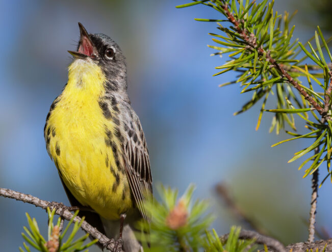 The Kirtland warbler, a small bird with a bright yellow chest and dark-streaked wings perches on a pine branch, beak open as if singing, against a blurred blue sky background.