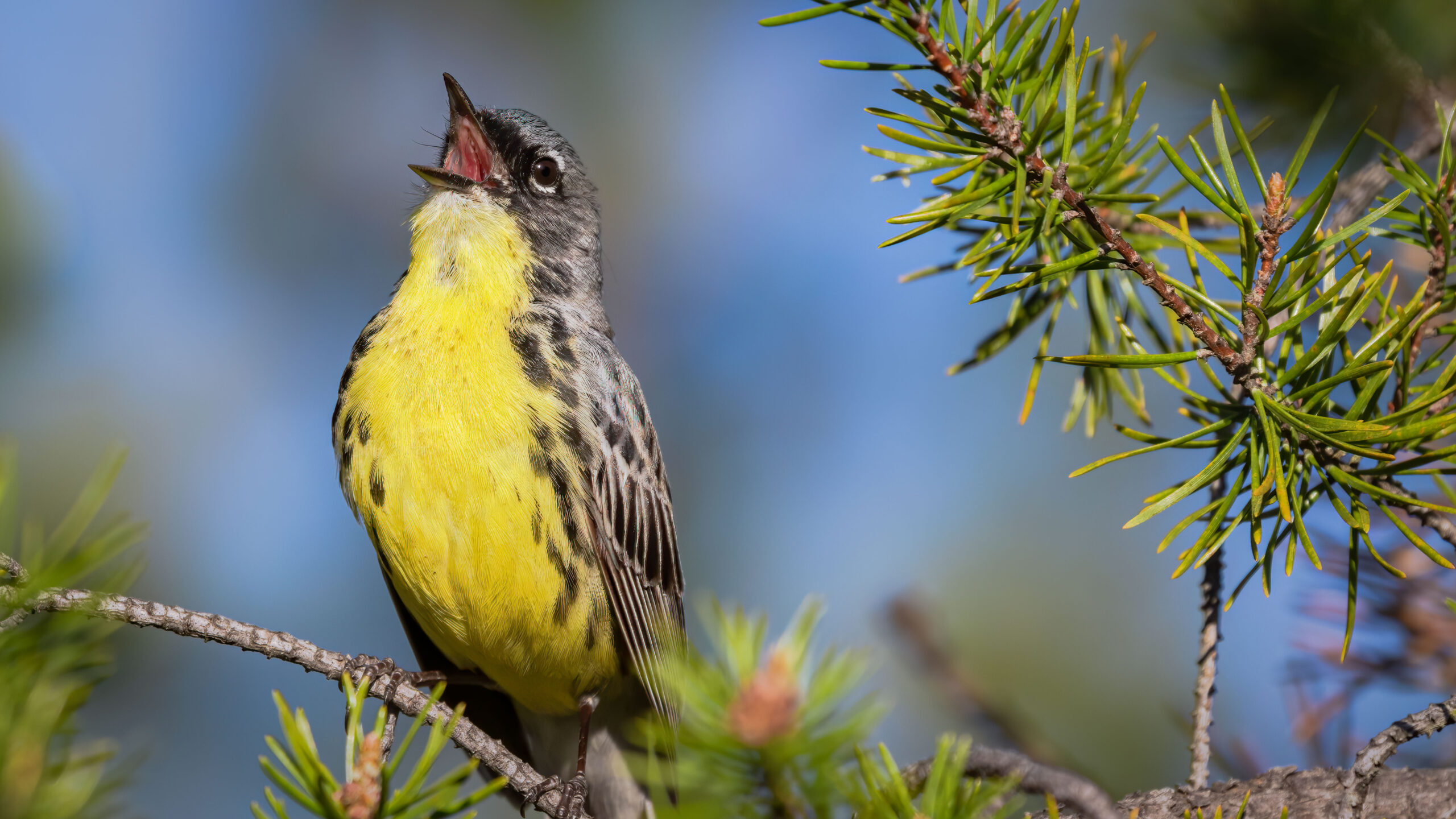 The Kirtland warbler, a small bird with a bright yellow chest and dark-streaked wings perches on a pine branch, beak open as if singing, against a blurred blue sky background.