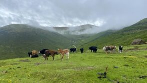 Cows graze on a green hillside with rolling mountains and low clouds in the background under an overcast sky.