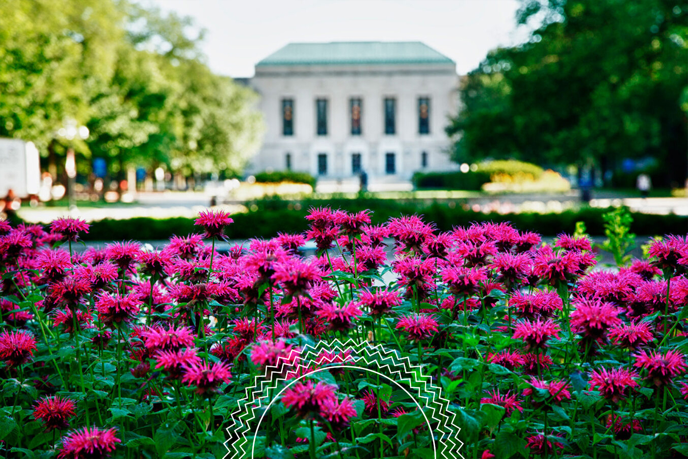 A bed of vibrant pink flowers in the foreground with a large white building and green trees in the background on a sunny day.