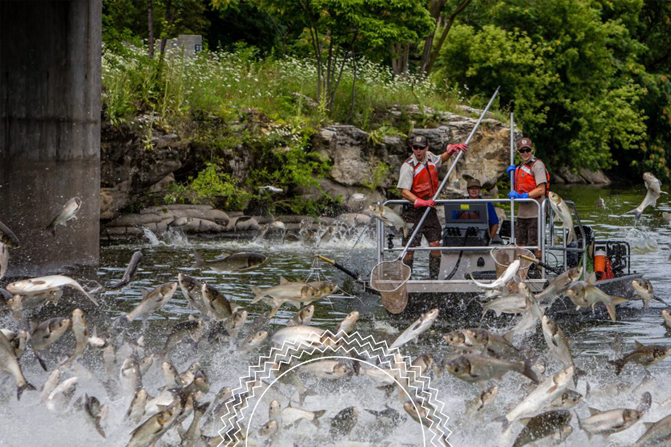 Three people on a small boat wear life vests and use nets as numerous fish leap out of a river, surrounded by greenery and rocky banks.