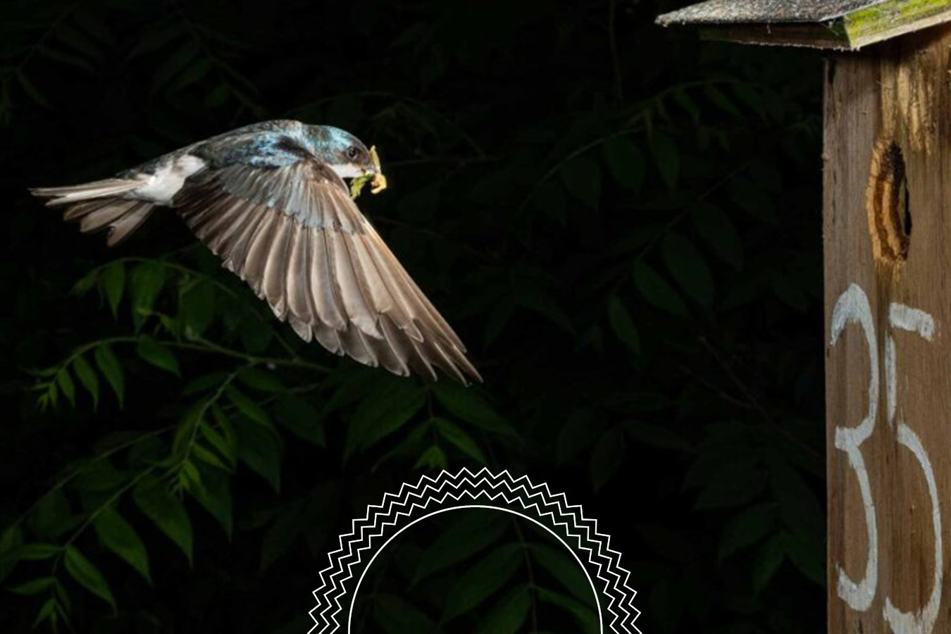 A bird in mid-flight carries food toward a wooden birdhouse marked with the number 35, against a dark leafy background.