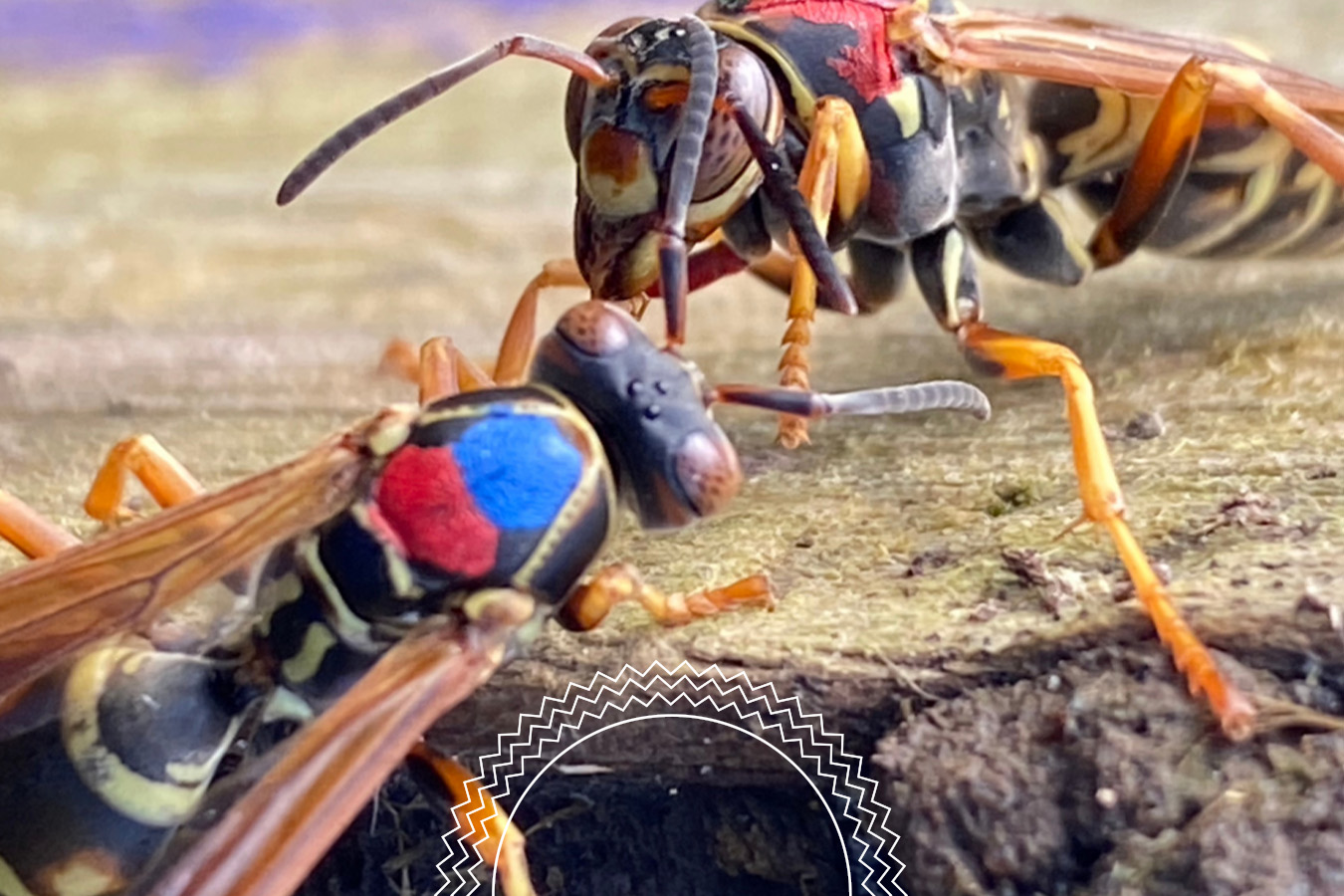 Close-up of two wasps, one with a red mark and the other with a blue mark on their thoraxes, interacting on a rough wooden surface.