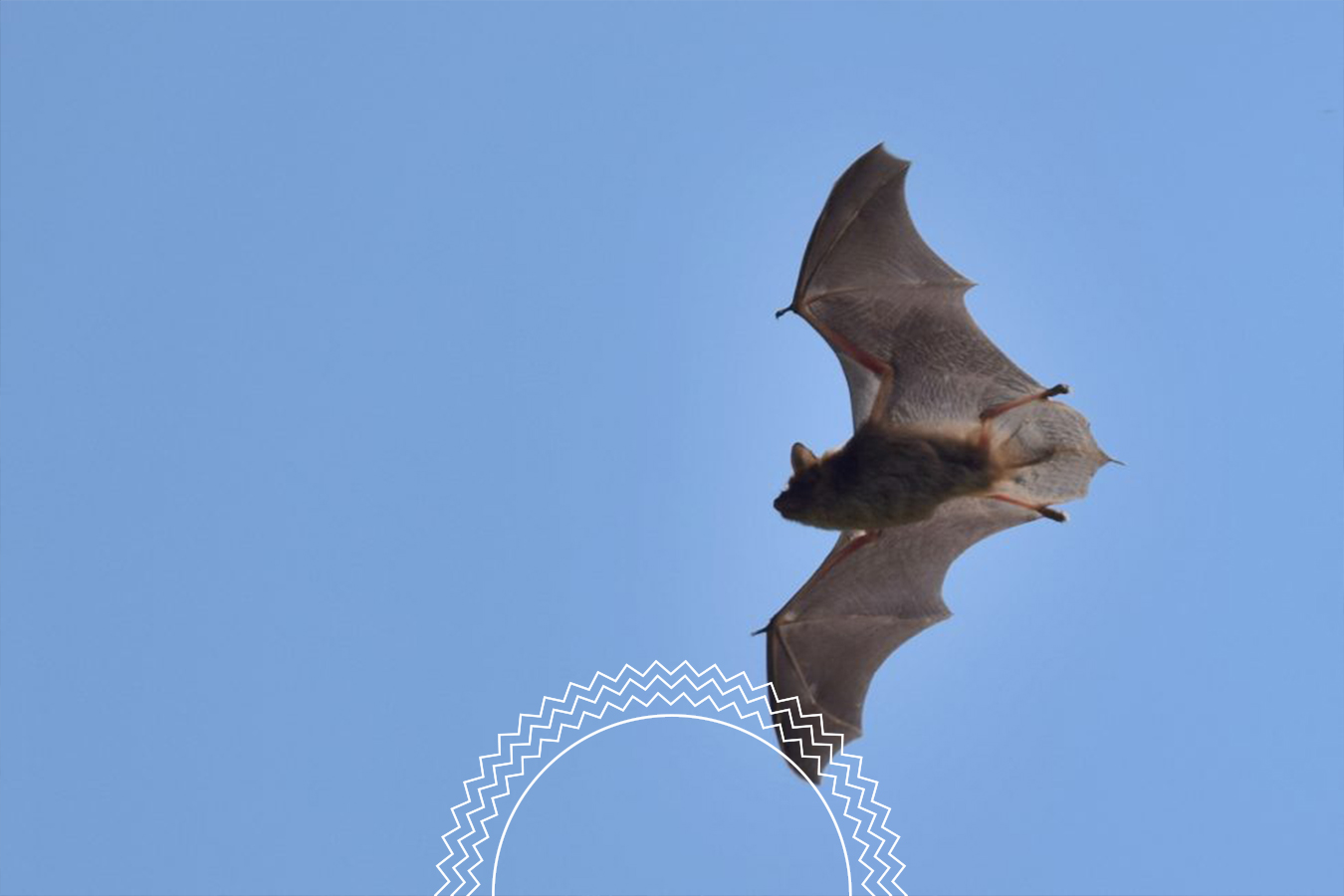 A bat flying in a clear blue sky, wings spread wide, with its underside and wing membranes visible.