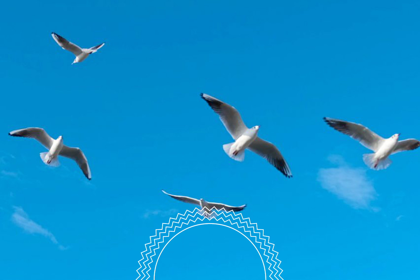 Five seagulls are flying in a clear blue sky with a few clouds. A white circular, zigzag pattern appears at the bottom of the image.