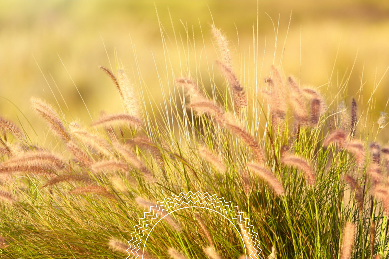 Tall ornamental grasses with feathery tops sway in the sunlight, set against a blurred background of more grass and warm tones.