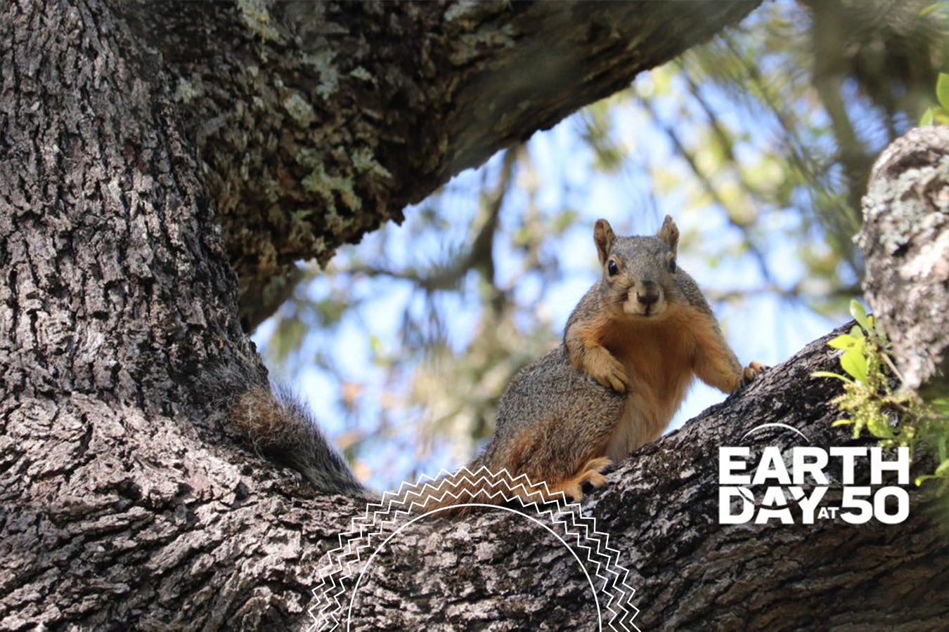 A squirrel sits on a tree branch in sunlight. The words “EARTH DAY AT 50” are overlaid in the bottom right corner of the image.