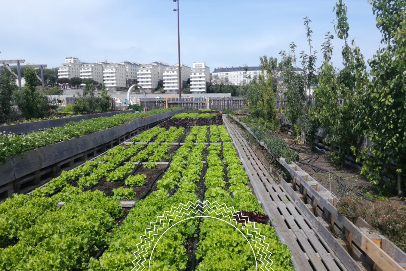 Rows of green lettuce grow in raised garden beds in an urban community garden, with apartment buildings visible in the background under a clear sky.