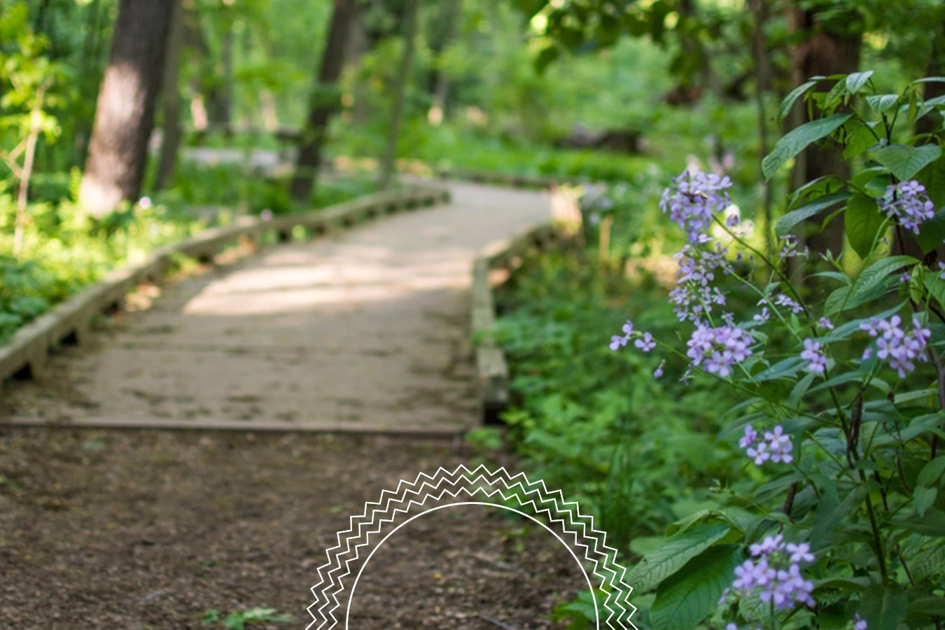 A winding wooden path in a green forest, with purple wildflowers blooming on the right side of the image.