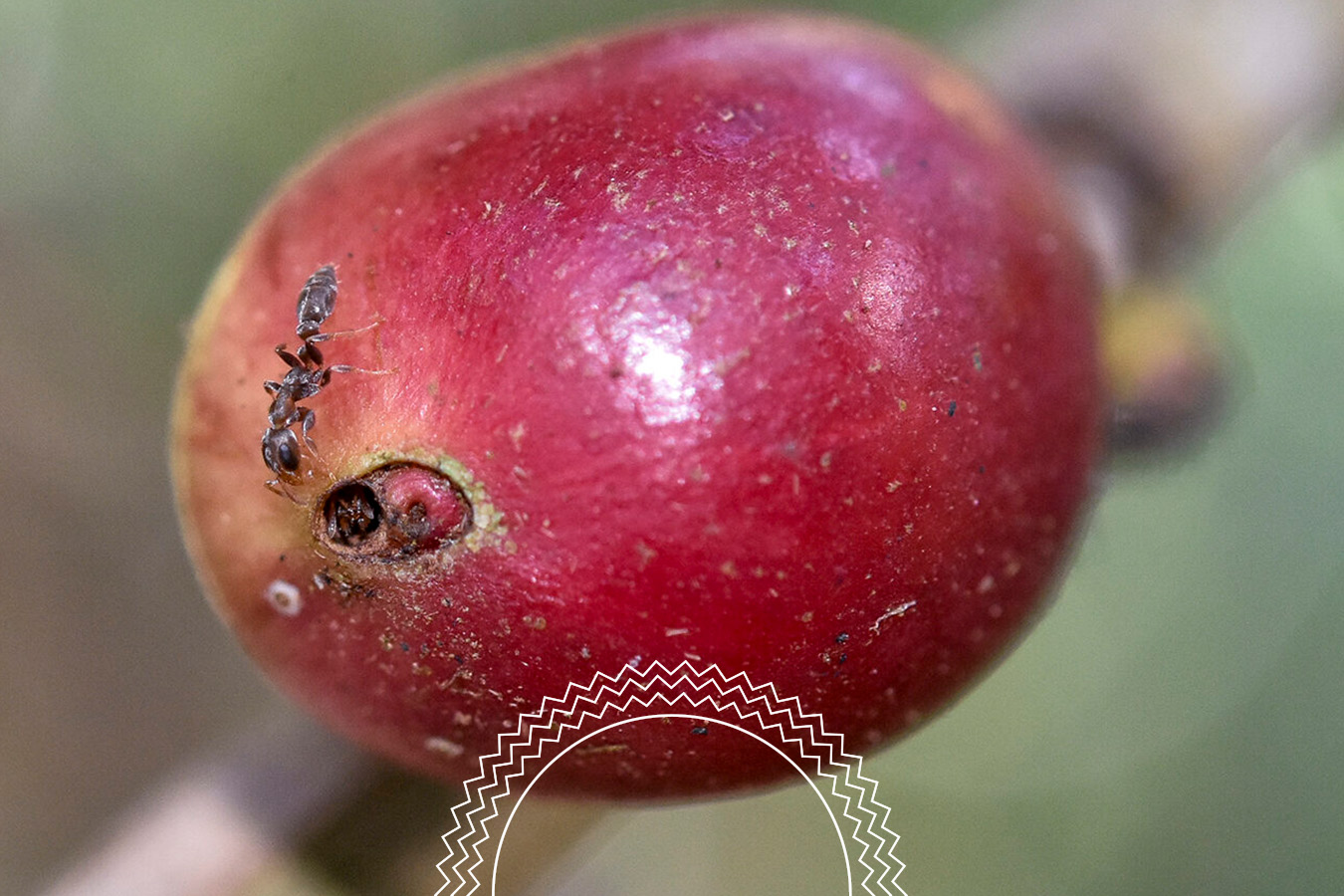 Close-up of a red coffee cherry on a branch with two small ants near a small hole on its surface.