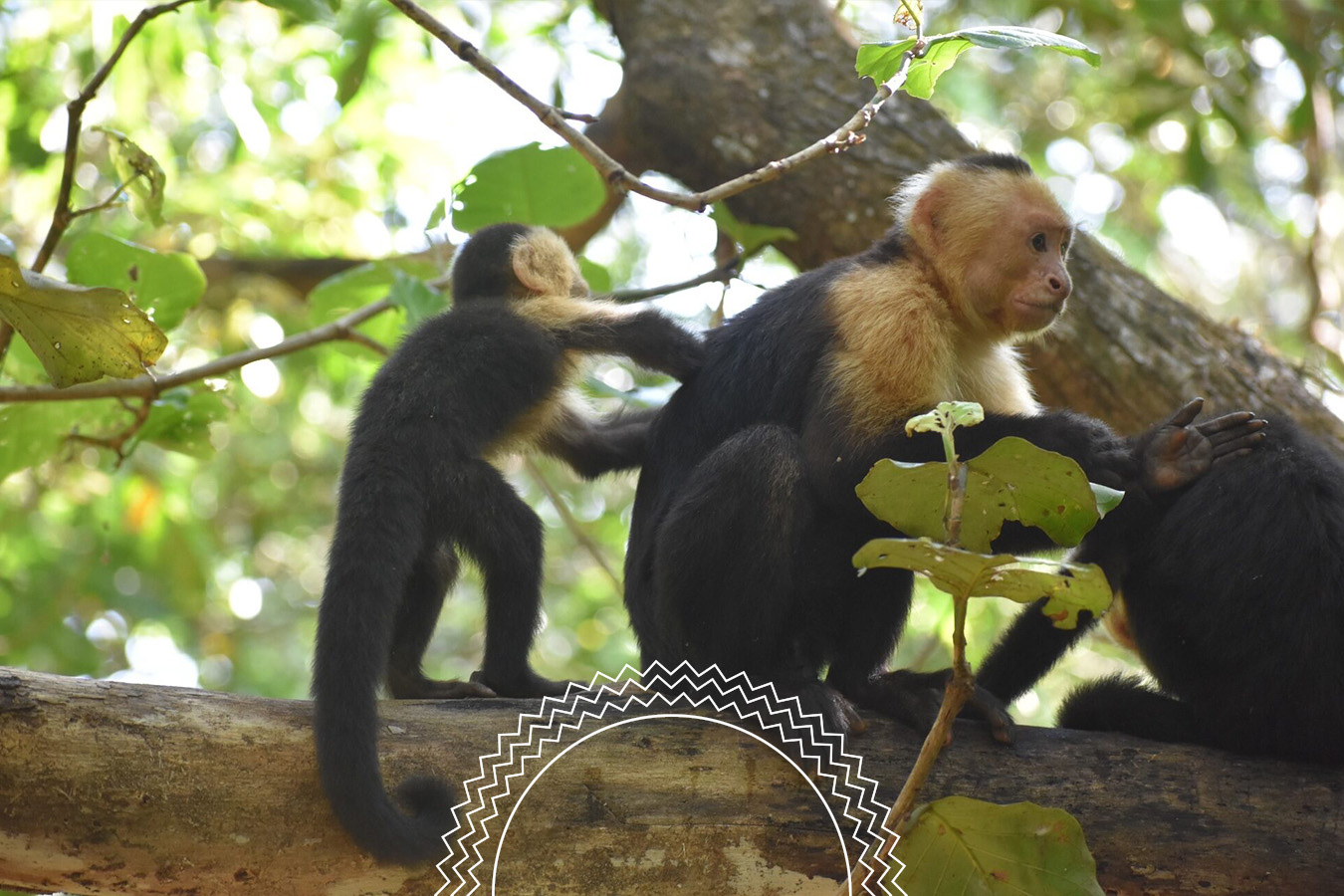A young capuchin monkey reaches toward an adult on a tree branch, surrounded by green leaves in a forest setting.